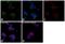 Interferon Gamma Receptor 1 antibody, PA5-27841, Invitrogen Antibodies, Immunofluorescence image 