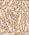 Basigin (Ok Blood Group) antibody, NB100-64848, Novus Biologicals, Immunohistochemistry paraffin image 