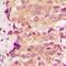 Oligodendrocyte Myelin Glycoprotein antibody, orb318821, Biorbyt, Immunohistochemistry paraffin image 