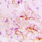 Angiotensin I Converting Enzyme antibody, LS-C353970, Lifespan Biosciences, Immunohistochemistry paraffin image 