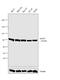 Angiomotin antibody, PA5-40947, Invitrogen Antibodies, Western Blot image 