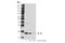 Interleukin 1 Beta antibody, 31202S, Cell Signaling Technology, Western Blot image 