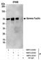 Taxilin Gamma antibody, NBP2-22330, Novus Biologicals, Immunoprecipitation image 