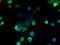 Major Facilitator Superfamily Domain Containing 1 antibody, A67262-100, Epigentek, Immunofluorescence image 