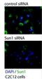 SUN domain-containing protein 1 antibody, NBP2-59943, Novus Biologicals, Immunocytochemistry image 