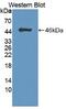 Fibroblast Growth Factor 1 antibody, abx131859, Abbexa, Western Blot image 