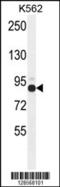 Zinc Finger Protein 366 antibody, 55-391, ProSci, Western Blot image 