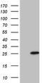 TNF Receptor Superfamily Member 18 antibody, CF806399, Origene, Western Blot image 