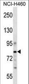 CUB Domain Containing Protein 1 antibody, LS-C168604, Lifespan Biosciences, Western Blot image 