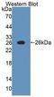 Nerve Growth Factor antibody, LS-C663151, Lifespan Biosciences, Western Blot image 