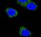Presenilin 1 antibody, PA5-13214, Invitrogen Antibodies, Immunofluorescence image 