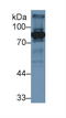 Cf2 antibody, LS-C297235, Lifespan Biosciences, Western Blot image 