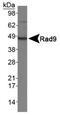 RAD9 Checkpoint Clamp Component A antibody, PA1-16553, Invitrogen Antibodies, Western Blot image 