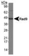 RAD9 Checkpoint Clamp Component A antibody, PA1-16553, Invitrogen Antibodies, Western Blot image 