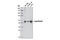 POU Class 3 Homeobox 2 antibody, 12137S, Cell Signaling Technology, Western Blot image 