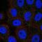 Protocadherin Alpha 11 antibody, NBP2-57691, Novus Biologicals, Immunocytochemistry image 