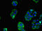 Secretin Receptor antibody, LS-C679410, Lifespan Biosciences, Immunofluorescence image 