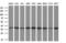 Myo-Inositol Oxygenase antibody, M06957, Boster Biological Technology, Western Blot image 