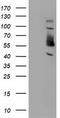 Sorting Nexin 8 antibody, LS-C172485, Lifespan Biosciences, Western Blot image 