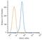 8-Oxoguanine DNA Glycosylase antibody, NBP2-52722, Novus Biologicals, Flow Cytometry image 