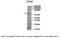 CTP Synthase 1 antibody, PA5-42812, Invitrogen Antibodies, Western Blot image 