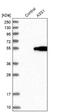 Citrulline--aspartate ligase antibody, NBP1-88867, Novus Biologicals, Western Blot image 