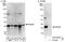 Proteasome Subunit Alpha 6 antibody, A303-809A, Bethyl Labs, Western Blot image 