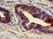 ADP Ribosylation Factor 4 antibody, LS-C211013, Lifespan Biosciences, Immunohistochemistry paraffin image 