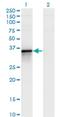 BCL2 Like 14 antibody, H00079370-M02, Novus Biologicals, Western Blot image 