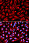 Mitogen-Activated Protein Kinase Kinase 7 antibody, 18-560, ProSci, Immunofluorescence image 