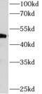 MUARP2 antibody, FNab00469, FineTest, Western Blot image 