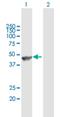 Angiopoietin Like 5 antibody, H00253935-B01P, Novus Biologicals, Western Blot image 