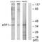Activating Transcription Factor 1 antibody, PA5-49792, Invitrogen Antibodies, Western Blot image 
