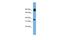 Protocadherin Beta 15 antibody, A15430, Boster Biological Technology, Western Blot image 