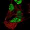 Paired Box 3 antibody, NBP2-32381, Novus Biologicals, Immunofluorescence image 