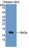 IL-4 antibody, LS-C697363, Lifespan Biosciences, Western Blot image 