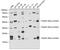 Myelin Basic Protein antibody, A00211, Boster Biological Technology, Western Blot image 