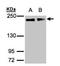 Golgin subfamily A member 3 antibody, GTX100288, GeneTex, Western Blot image 