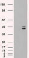 Mitogen-Activated Protein Kinase Kinase 4 antibody, TA500430S, Origene, Western Blot image 