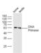 DNA Primase Subunit 2 antibody, orb183136, Biorbyt, Western Blot image 