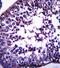 TSPY Like 5 antibody, abx027481, Abbexa, Immunohistochemistry frozen image 