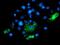 BAI1 Associated Protein 2 antibody, MA5-25648, Invitrogen Antibodies, Immunocytochemistry image 
