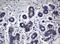 Sialyl Lewis a antibody, CF190083, Origene, Immunohistochemistry paraffin image 