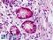 EPH Receptor A3 antibody, LS-B8780, Lifespan Biosciences, Immunohistochemistry frozen image 