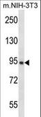 GRAM Domain Containing 1A antibody, LS-C166657, Lifespan Biosciences, Western Blot image 