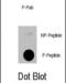 3-Phosphoinositide Dependent Protein Kinase 1 antibody, abx031991, Abbexa, Dot Blot image 