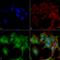 Autophagy Related 4B Cysteine Peptidase antibody, LS-C773745, Lifespan Biosciences, Immunocytochemistry image 