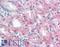 Endoplasmic Reticulum Metallopeptidase 1 antibody, LS-A9255, Lifespan Biosciences, Immunohistochemistry frozen image 