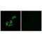 N-Terminal EF-Hand Calcium Binding Protein 3 antibody, A11525, Boster Biological Technology, Immunohistochemistry frozen image 