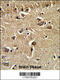 Exportin For TRNA antibody, 63-075, ProSci, Immunohistochemistry paraffin image 